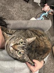 Lost Female Cat last seen Camino plata loop, Rio Rancho, NM 87144