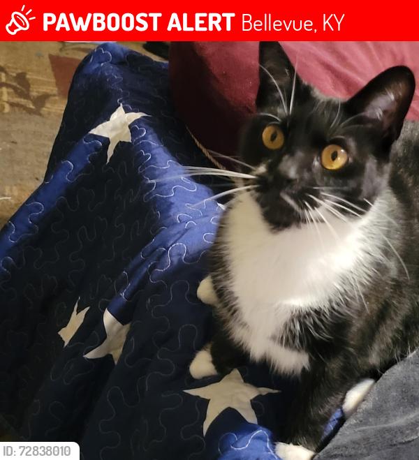 Lost Female Cat last seen Berry Ave/Patchen Ave Fairfield Ave/Lake Street, Bellevue, KY 41073