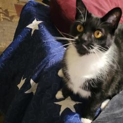 Lost Female Cat last seen Berry Ave/Patchen Ave Fairfield Ave/Lake Street, Bellevue, KY 41073