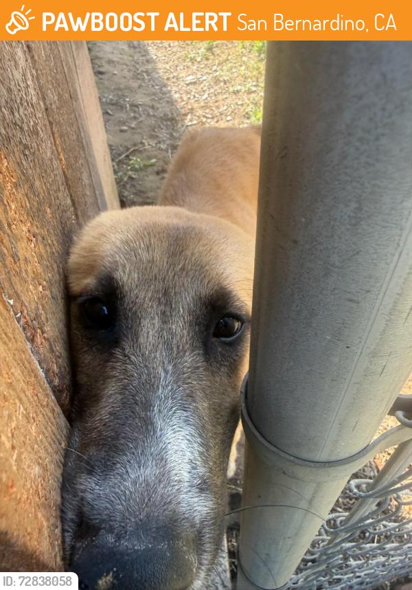 Found/Stray Female Dog last seen 36th and F st. , San Bernardino, CA 92405