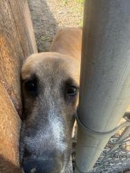 Found/Stray Female Dog last seen 36th and F st. , San Bernardino, CA 92405