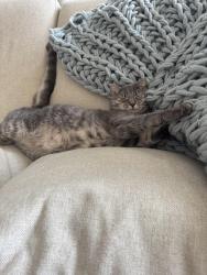 Lost Female Cat last seen Creek hills rd, Blossom Valley, CA 92021