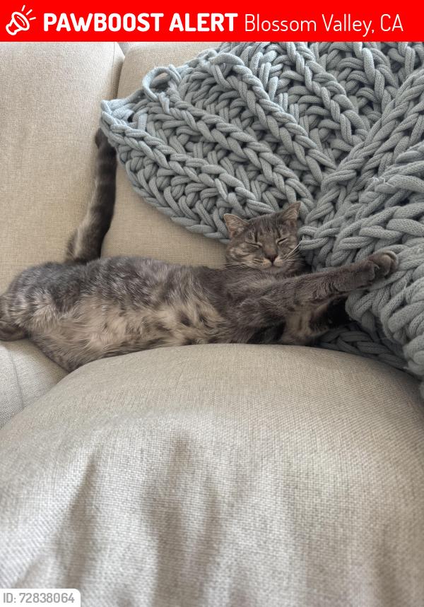Lost Female Cat last seen Creek hills rd, Blossom Valley, CA 92021