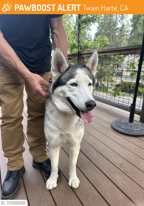 Found/Stray Female Dog last seen Michigan Ave, Twain Harte, CA 95383