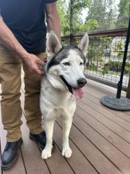 Found/Stray Female Dog last seen Michigan Ave, Twain Harte, CA 95383