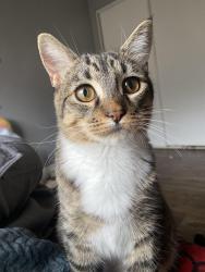 Lost Male Cat last seen Seabreeze, Oxnard, CA 93030