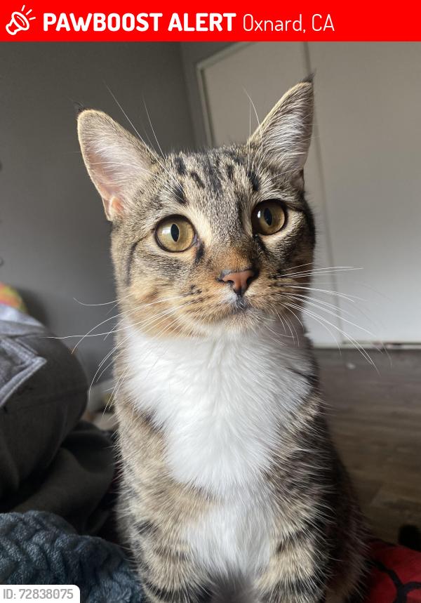 Lost Male Cat last seen Seabreeze, Oxnard, CA 93030