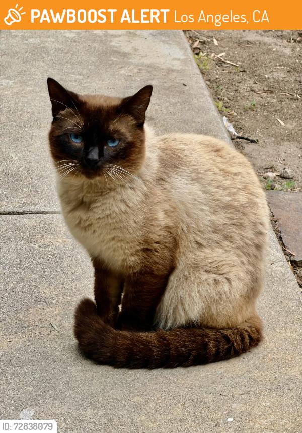 Found/Stray Male Cat last seen Pico/La Cienega , Los Angeles, CA 90035