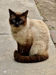 Found/Stray Male Cat last seen Pico/La Cienega , Los Angeles, CA 90035