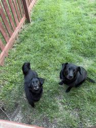 Found/Stray Male Dog last seen Telegraph and Championship Blvd., Oakville, MO 63129