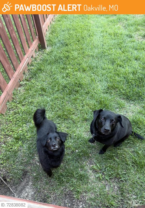 Found/Stray Male Dog last seen Telegraph and Championship Blvd., Oakville, MO 63129