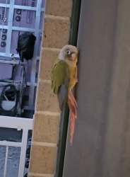Found/Stray Unknown Bird last seen Queens blvd & 58th street , Queens, NY 11377