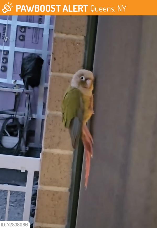 Found/Stray Unknown Bird last seen Queens blvd & 58th street , Queens, NY 11377