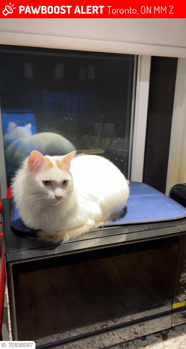 Lost Male Cat last seen grge, Toronto, ON M1M 1Z6