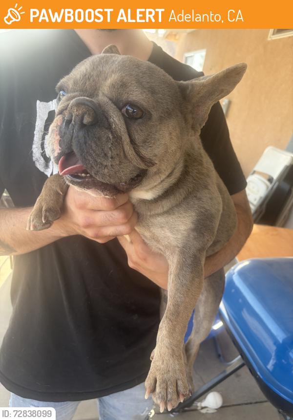 Found/Stray Male Dog last seen Daisy, Adelanto, CA 92301