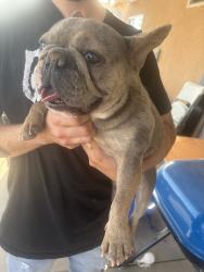 Found/Stray Male Dog last seen Daisy, Adelanto, CA 92301