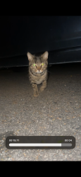 Found/Stray Unknown Cat last seen near steelcon , Lenoir, NC 28645