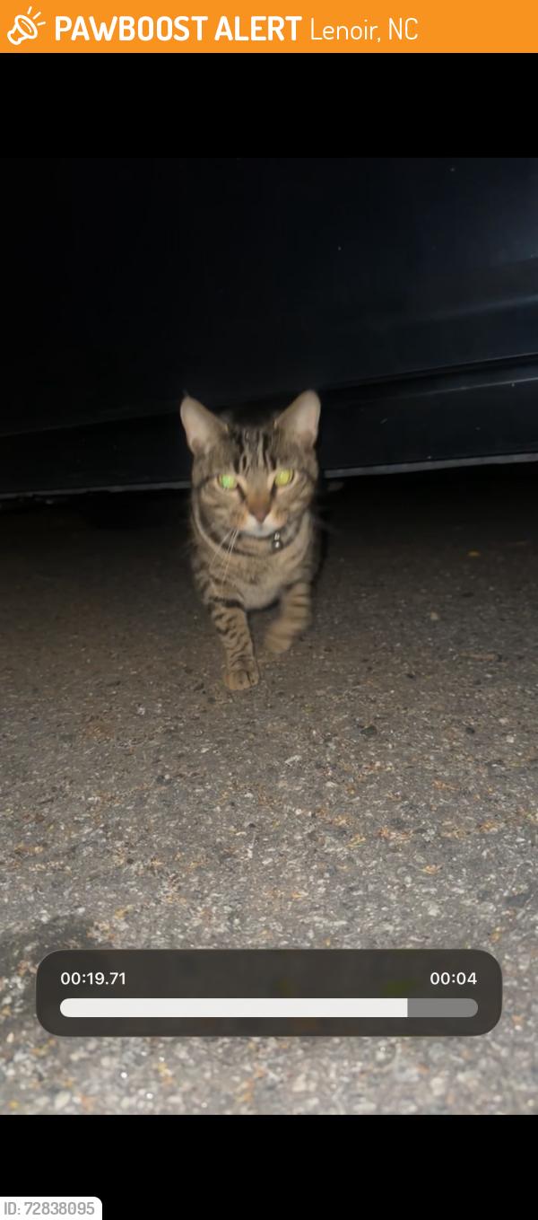 Found/Stray Unknown Cat last seen near steelcon , Lenoir, NC 28645