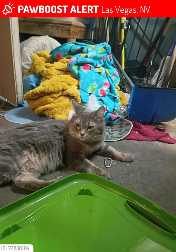 Lost Female Cat last seen Washington & tenya, Las Vegas, NV 89128