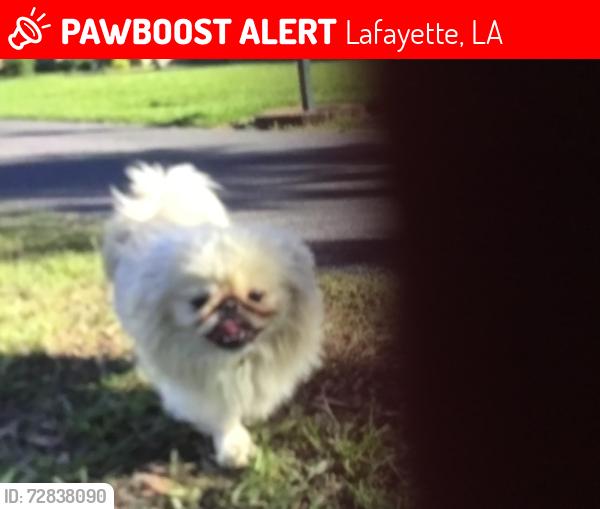 Lost Male Dog last seen tolson rd , verot , Lafayette, LA 70508