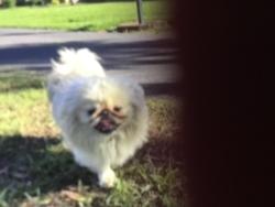 Lost Male Dog last seen tolson rd , verot , Lafayette, LA 70508