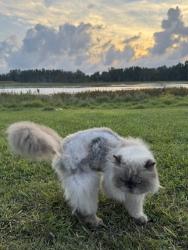 Lost Male Cat last seen State Road 54, Lutz, FL 33549