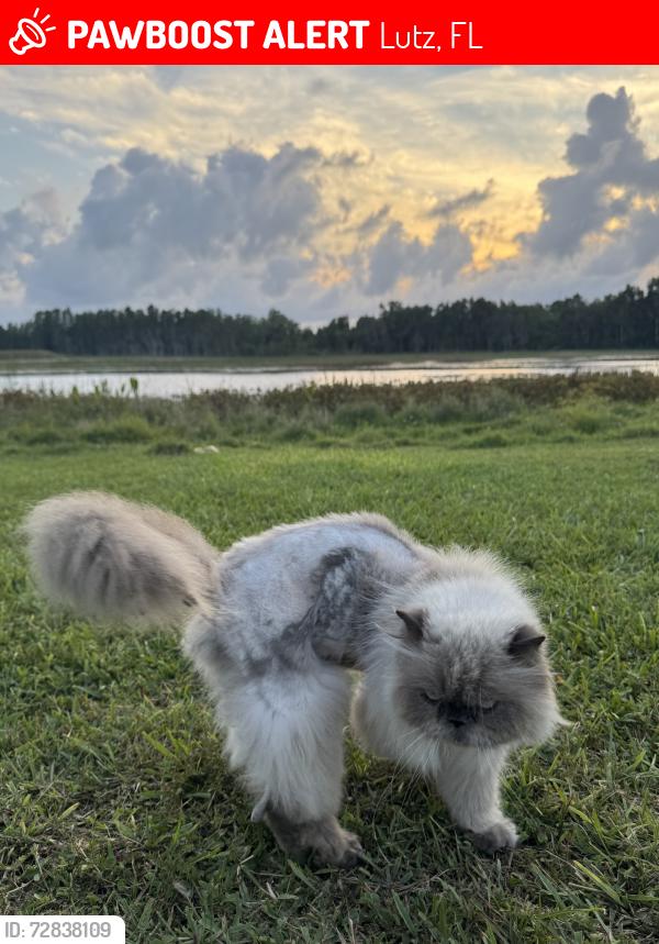 Lost Male Cat last seen State Road 54, Lutz, FL 33549