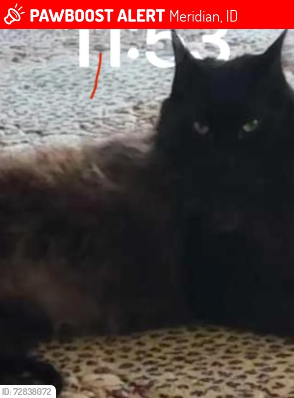 Lost Female Cat last seen Ten Mile Road near Cosco, Meridian, ID 83646