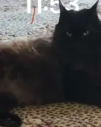 Lost Female Cat last seen Ten Mile Road near Cosco, Meridian, ID 83646