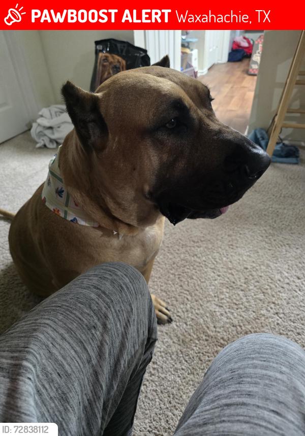 Lost Female Dog last seen Dunn st, Waxahachie, TX 75165