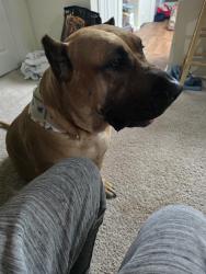 Lost Female Dog last seen Dunn st, Waxahachie, TX 75165