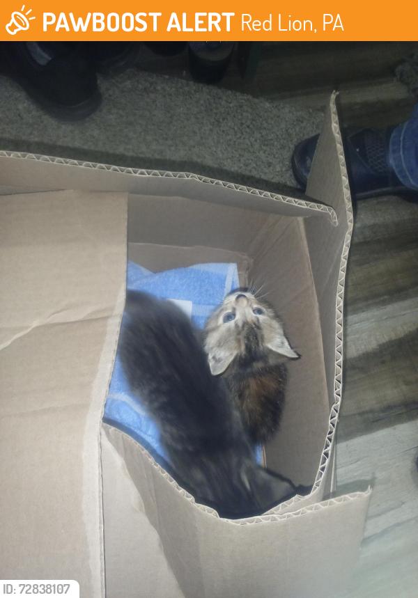 Found/Stray Unknown Cat last seen Country Ridge Drive, Red Lion, PA 17356