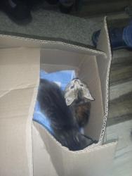 Found/Stray Unknown Cat last seen Country Ridge Drive, Red Lion, PA 17356