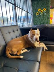 Lost Male Dog last seen Alma dr, San Antonio, TX 78222