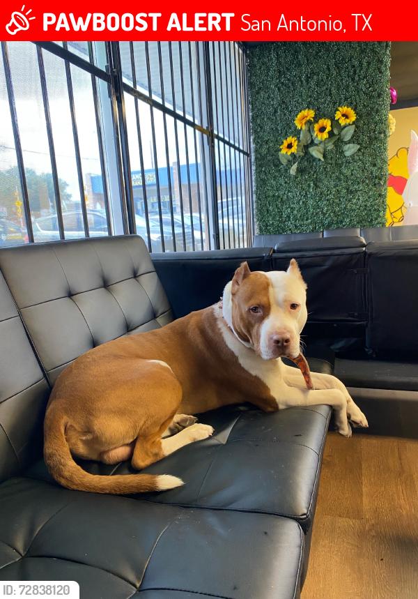 Lost Male Dog last seen Alma dr, San Antonio, TX 78222