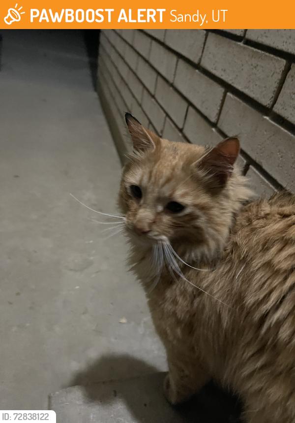 Found/Stray Unknown Cat last seen Church, vet hosp, Sandy, UT 84070