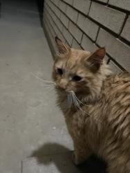 Found/Stray Unknown Cat last seen Church, vet hosp, Sandy, UT 84070
