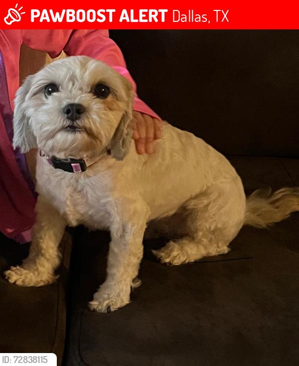 Lost Female Dog last seen Near Exeter Ave., Dallas, TX 75216