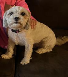 Lost Female Dog last seen Near Exeter Ave., Dallas, TX 75216