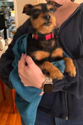 Found/Stray Male Dog last seen Meadowhill rd, Burnt Mills, MD 20901