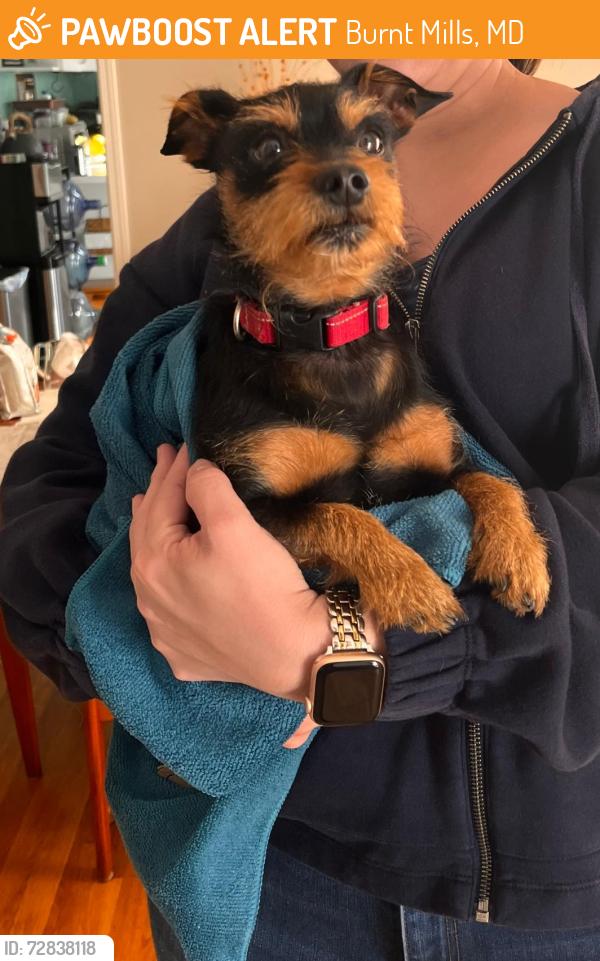 Found/Stray Male Dog last seen Meadowhill rd, Burnt Mills, MD 20901