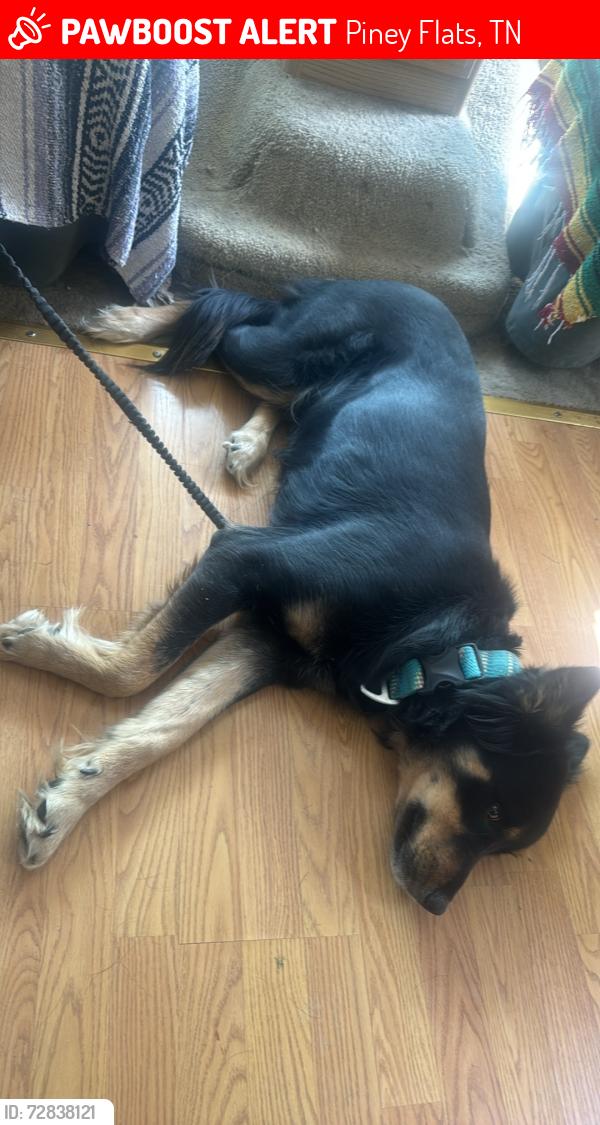 Lost Female Dog last seen Near sugar hollow road , Piney Flats, TN 37686