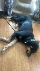 Lost Female Dog last seen Near sugar hollow road , Piney Flats, TN 37686