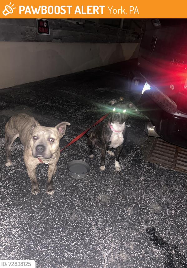 Found/Stray Unknown Dog last seen Philadelphia st , York, PA 17404
