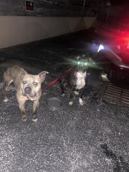 Found/Stray Unknown Dog last seen Philadelphia st , York, PA 17404