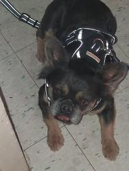 Lost Female Dog last seen 59th ave Maryland  rd, Glendale, AZ 85301