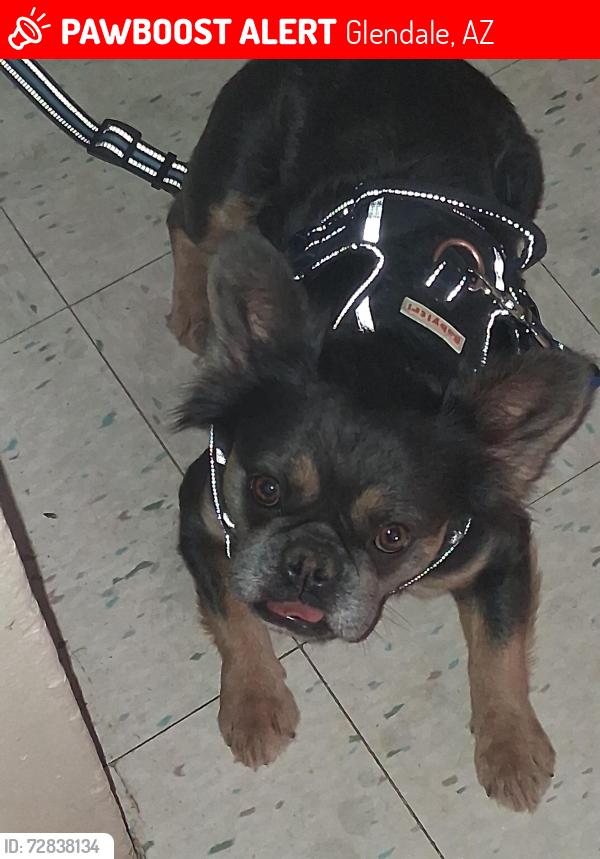 Lost Female Dog last seen 59th ave Maryland  rd, Glendale, AZ 85301