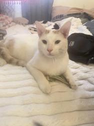 Lost Male Cat last seen Andrews Ave and 6th ave, Fort Lauderdale, FL 33334