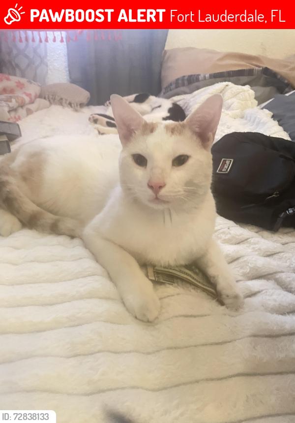 Lost Male Cat last seen Andrews Ave and 6th ave, Fort Lauderdale, FL 33334