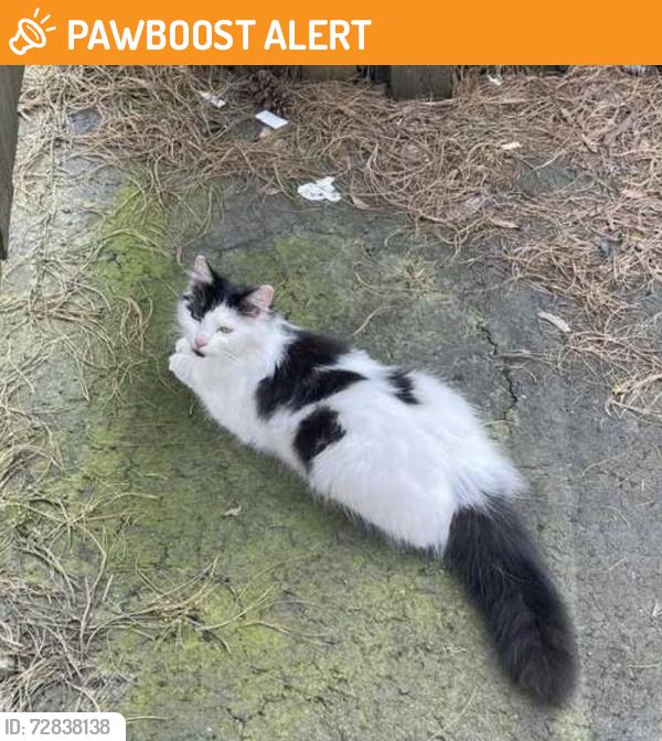 Found/Stray Unknown Cat last seen Scoggins Valley Rd / Old Highway 47   - Seven Star Store, Washington County, OR 97119
